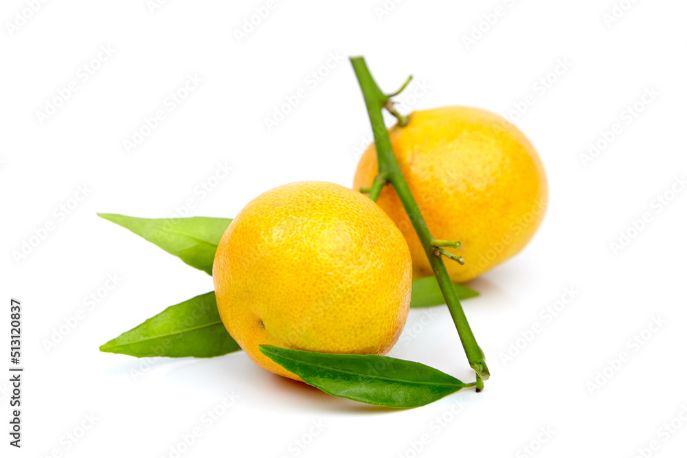 Tangerine fruits isolated on white. Fresh tangerine with green leaves Tangerine fruits isolated on white. Fresh tangerine with green leaves