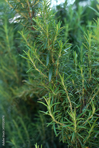 Aromatic branches of rosemary herb in the garden. Fuzzy  blurred background  selective focus. Macro.