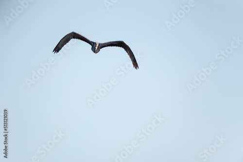 Beautiful image of Grey Heron Ardea Cinerea in flight over Somerset Levels wetlands landscape in Spring