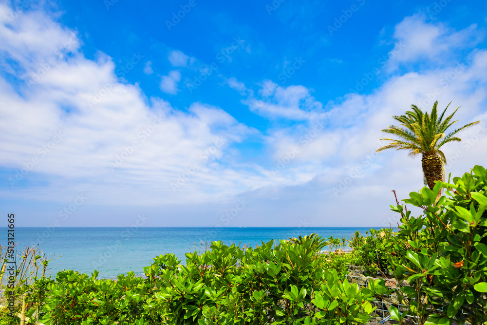 快晴の青空と海と植物の葉（千葉県鋸南町）