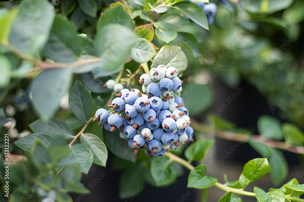A ripe, fresh blueberry grows on a bush in the garden and a bunch hangs down. The concept of harvest, agriculture, berry, farming, market, sales. High quality photo A ripe, fresh blueberry grows on a bush in the garden and a bunch hangs down. The concept of harvest, agriculture, berry, farming, market, sales. High quality photo