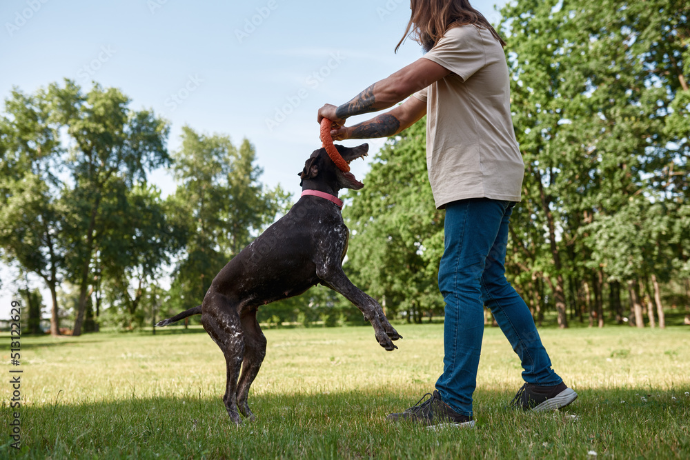 Hairy man training Kurzhaar dog catch rubber ring Hairy man training Kurzhaar dog catch rubber ring
