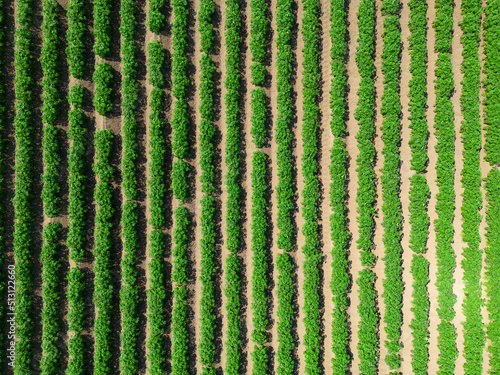 Mid aspect top down aerial image of a crop of potatoes in a ploughed field within the farmland of rural countryside of England