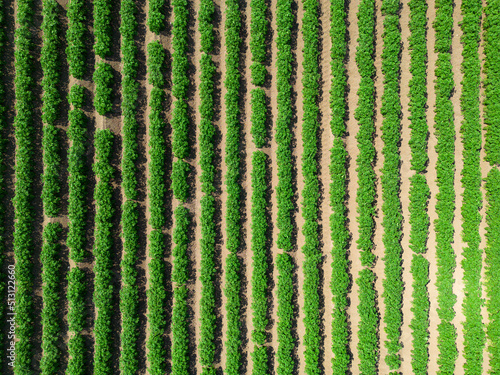 Fotografie Mid aspect top down aerial image of a crop of potatoes in a ploughed field withi