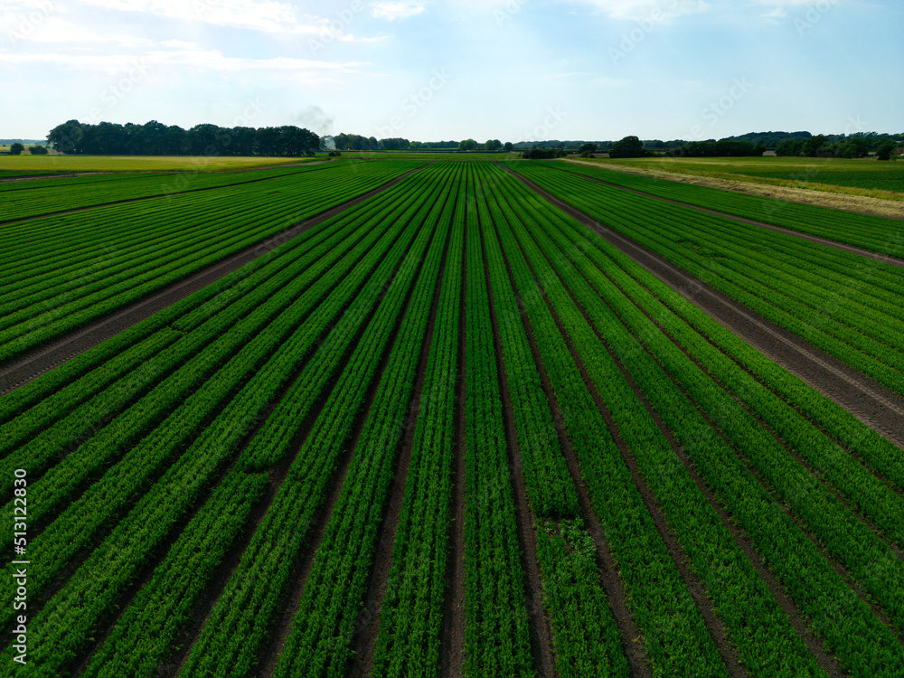 Mid aspect aerial view over a field of carrots in the English countryside farmland Mid aspect aerial view over a field of carrots in the English countryside farmland