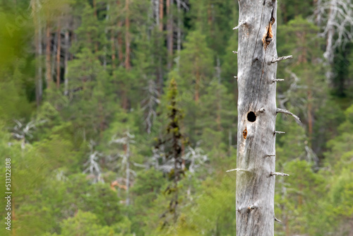 Canvastavla An old dead tree in the forest in Finland with a round nest hole in the trunk