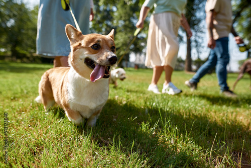 Photography Corgi dog near people walk dogs on meadow in park