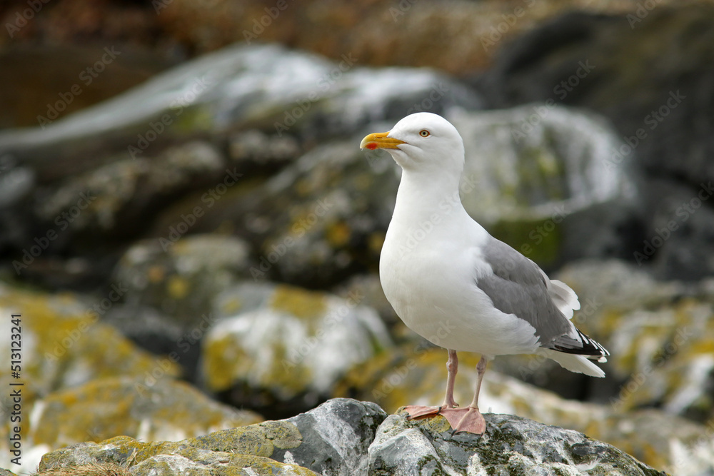 European herring gull, Larus argentatus standing on a stone near its nest site on Hornøya island, Northern Norway