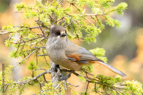 Adorable inhabitant of old boreal forests, the Siberian jay, Perisoreus infaustus perched on a spruce branch in Northern Finland
