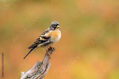 Pretty bird Brambling, Fringilla montifringilla, perched on a branch on solid background of autumn colors