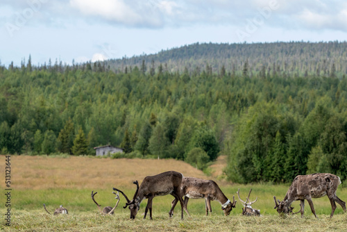 Group of domestic reindeer  Rangifer tarandus  grazing and resting on the meadow on a hot summer day in Northern Finland