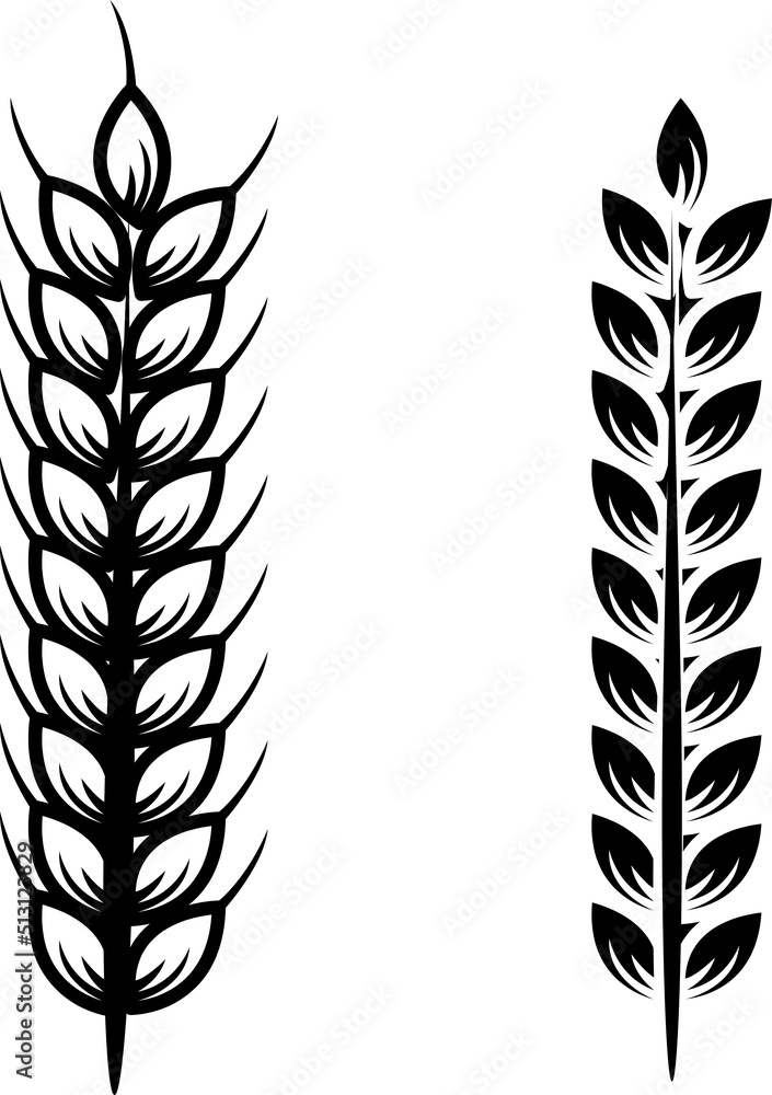Fototapeta premium Two ears of wheat isolated on white. Vector illustration..eps