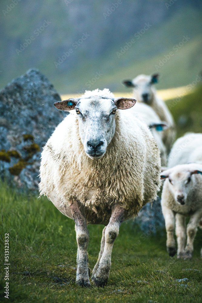 Obraz premium Incoming sheep