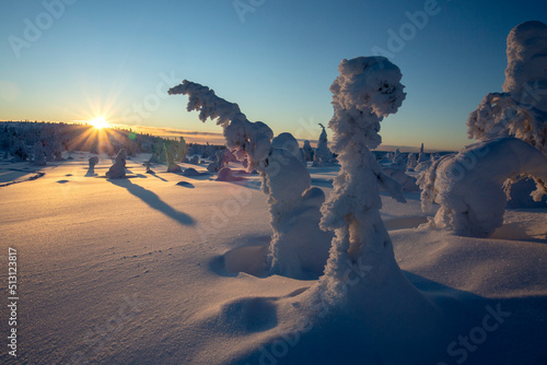 Trees bent due to the weight of the snow in Finnish Lapland during sunset in the winter