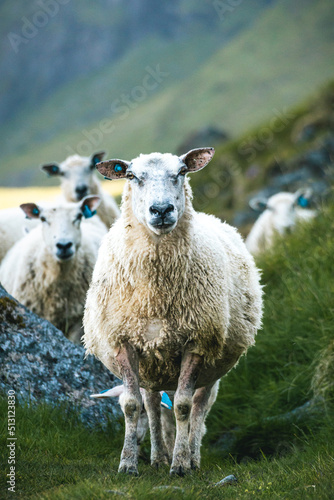 Hello sheep 2