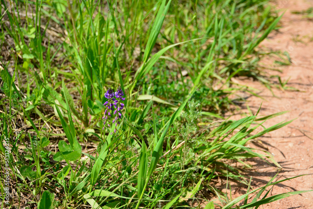 purple flower in the grass near the footpath in sunny day purple flower in the grass near the footpath in sunny day