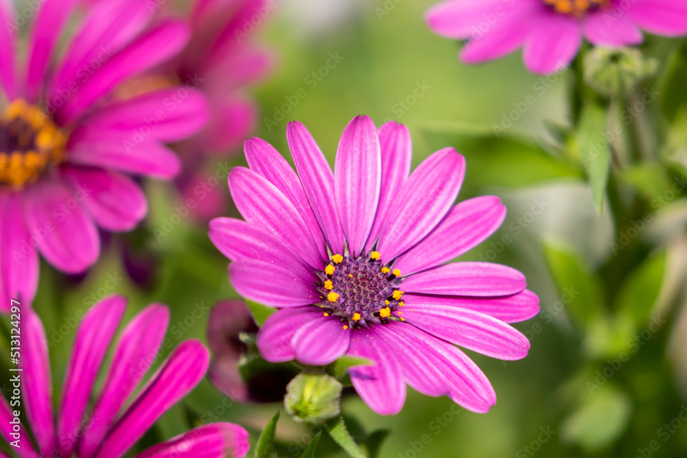 Deep purple flower of Osteospermum ecklonis, daisybushes, African daisies Deep purple flower of Osteospermum ecklonis, daisybushes, African daisies