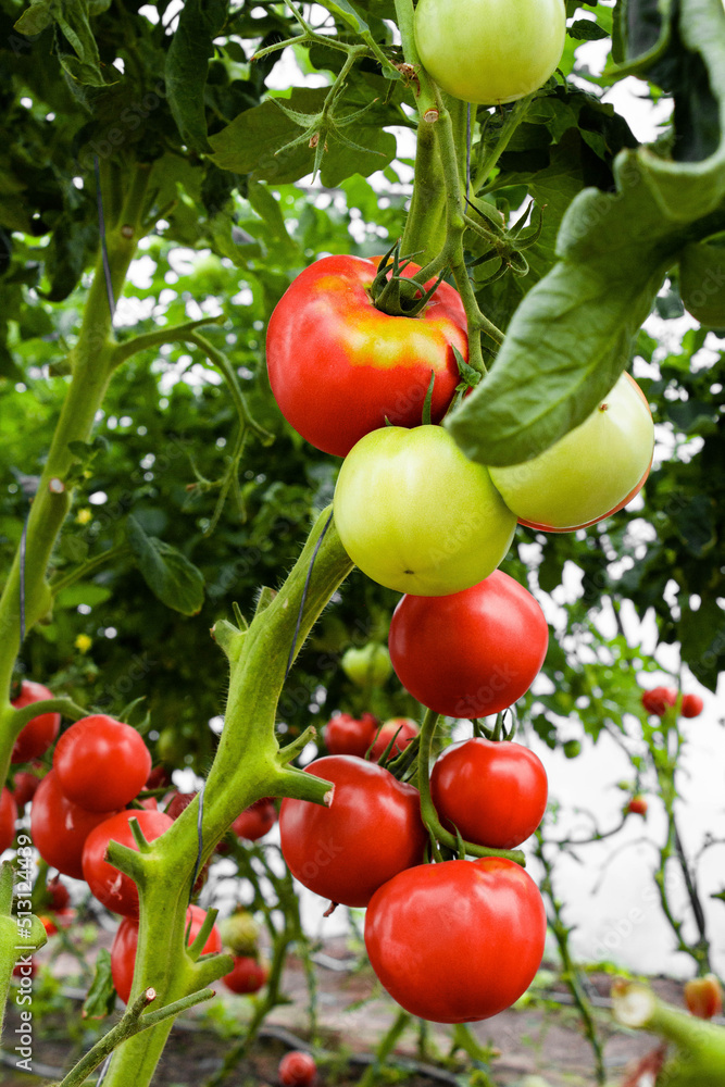 Many ripe and green tomatoes grow on the bush close-up in the greenhouse. Business concept, fresh harvest, vegetarian diet of raw foods. Organic food without GMOs