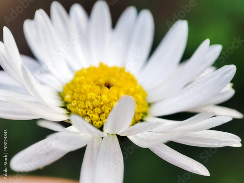 Macro daisy flower. Flower head. Natural background, spring flowers background