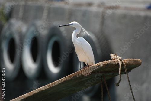 Primo piano di un uccello di mare bianco, con la cresta bianca e con il becco nero e le zampe nere, il cui nome e' egretta garzetta photo