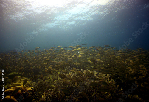 school of fish in the caribbean sea