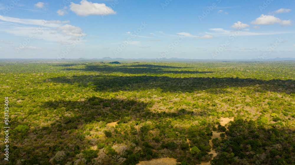 Aerial view of Tropical green forest in the Kumana National Park. Sri Lanka.