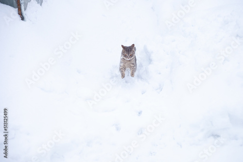 a gray cat jumps in the snow. He's fun and happy.