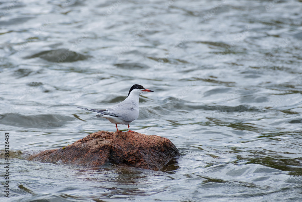 Common tern standing on the rock in the water, Sterna hirundo Common tern standing on the rock in the water, Sterna hirundo