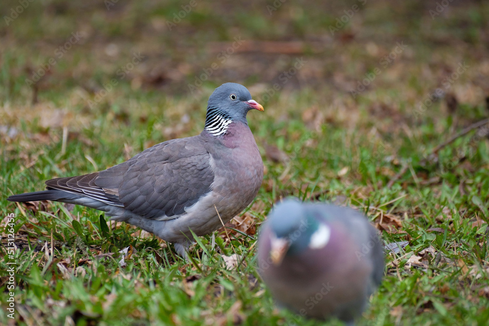 Common wood pigeons foraging in the forest, Columba palumbus Common wood pigeons foraging in the forest, Columba palumbus