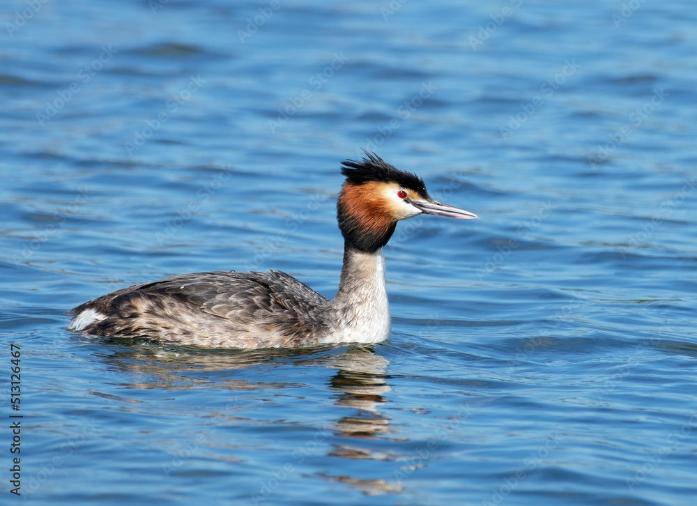 Great crested grebe close up, Podiceps cristatus