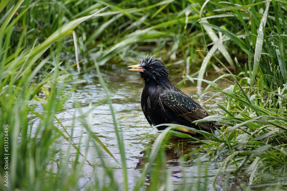 starling taking a bath, Sturnus vulgaris starling taking a bath, Sturnus vulgaris