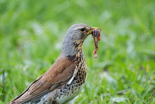 Wallpaper Mural Fieldfare with earthworms in the beak, Turdus pilaris Torontodigital.ca