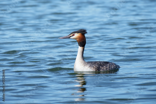 Great crested grebe in whe water, Podiceps cristatus
