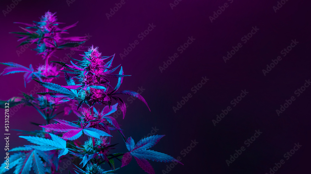 Purple marijuana plants in colored pink neon light on dark background