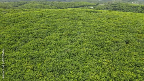 Wallpaper Mural 4K Aerial view over a rubber tree. rubber plantation. Drone view of Nature Background Torontodigital.ca