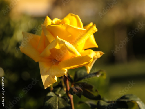 Lovely Rose Flower Macro