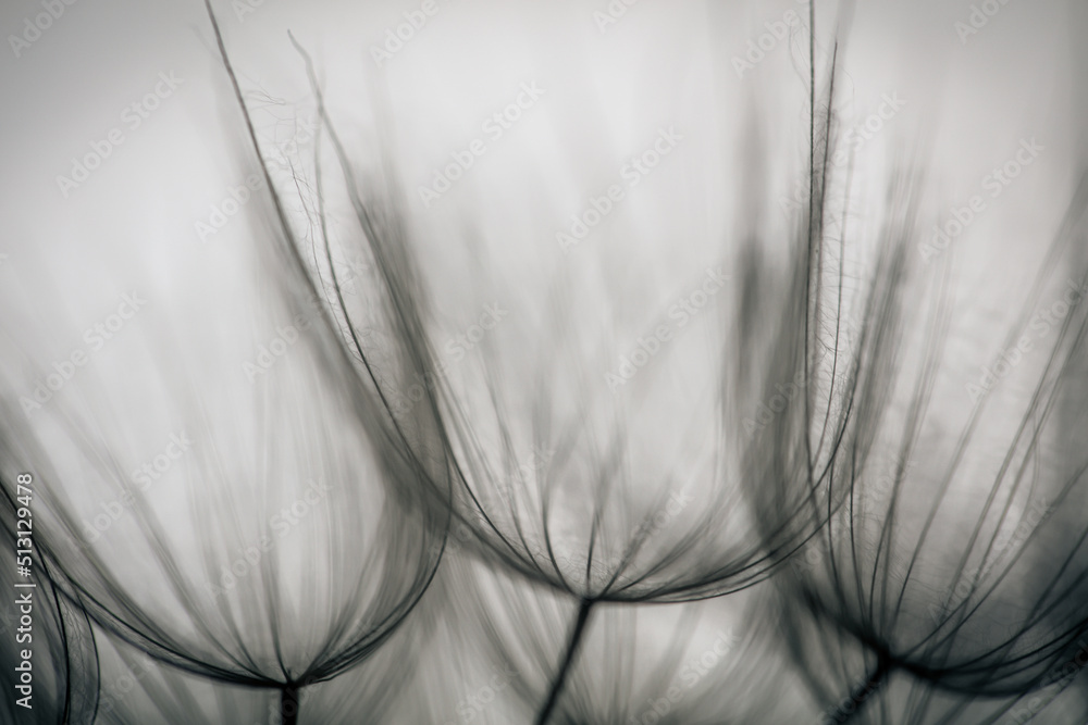 Big dandelion seeds. Macro photo. Natural background