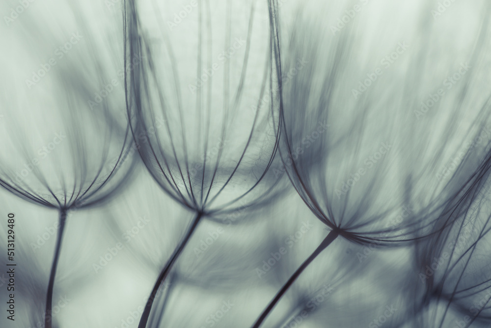 Big dandelion seeds. Macro photo. Natural background