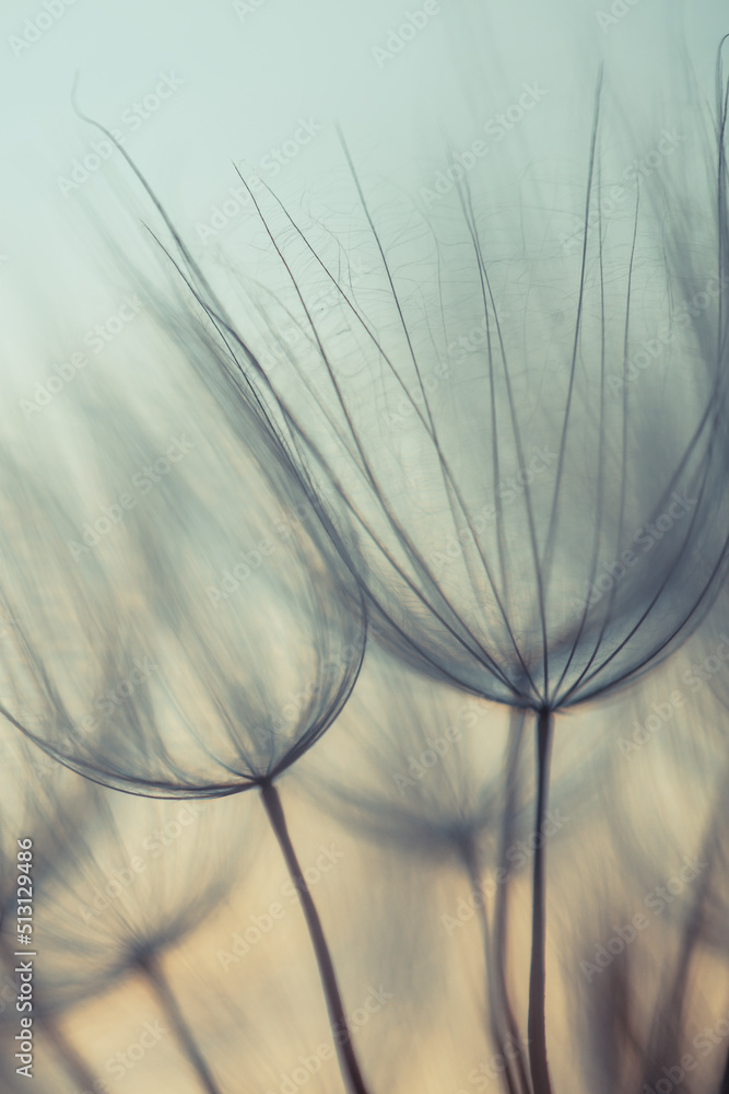 Big dandelion seeds. Macro photo. Natural background