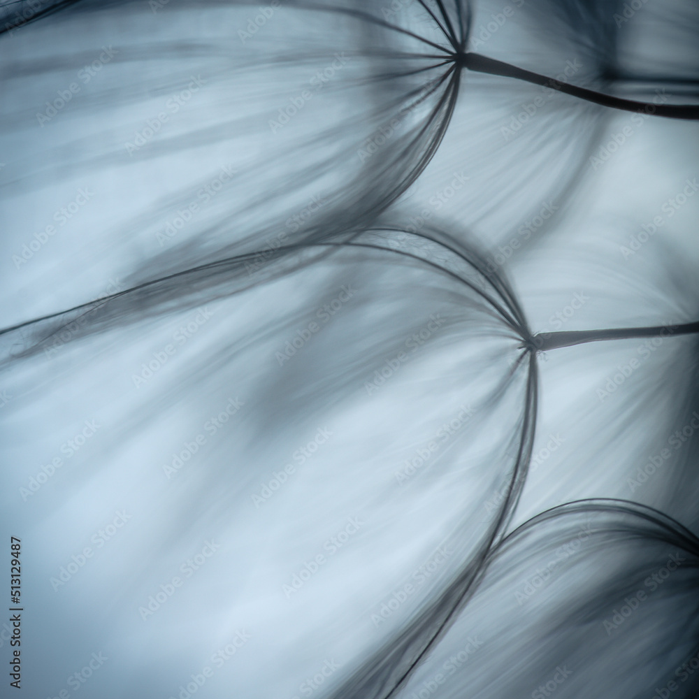 Big dandelion seeds. Macro photo. Natural background