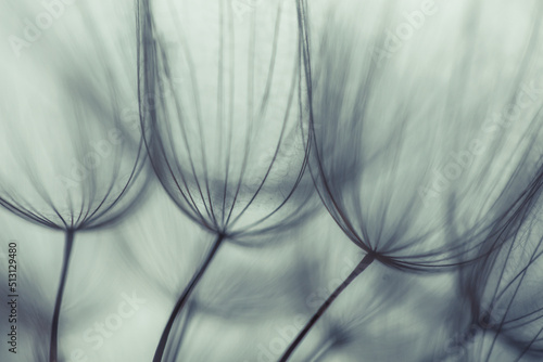 Big dandelion seeds. Macro photo. Natural background