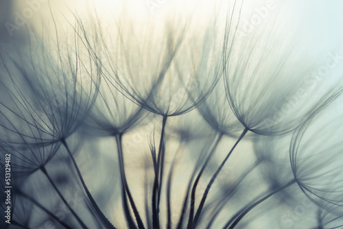 Obraz na płótnie Big dandelion seeds. Macro photo. Natural background w salonie