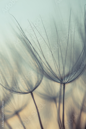 Big dandelion seeds. Macro photo. Natural background