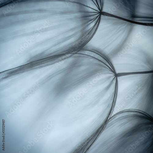 Obraz na płótnie Big dandelion seeds. Macro photo. Natural background w salonie