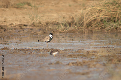 Spur-winged lapwing Vanellus spinosus eating. Oiseaux du Djoudj National Park. Saint-Louis. Senegal. © Víctor