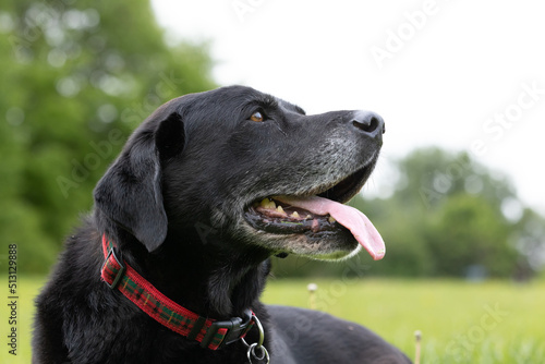 Side view of Black Labrador retriever looking up at the sky