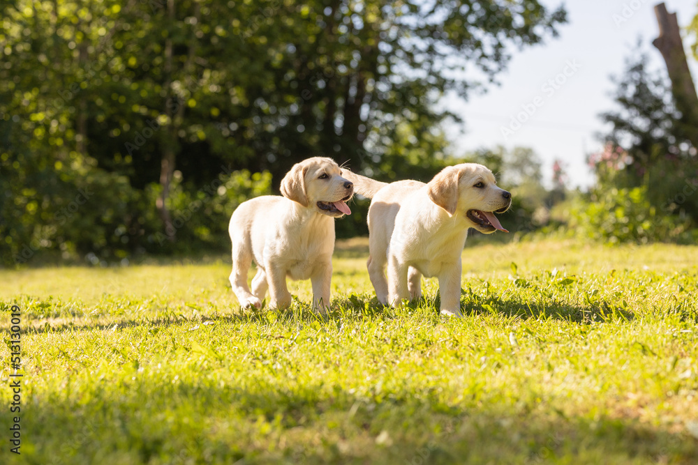 Fototapeta premium cute labrador puppies walking in the park