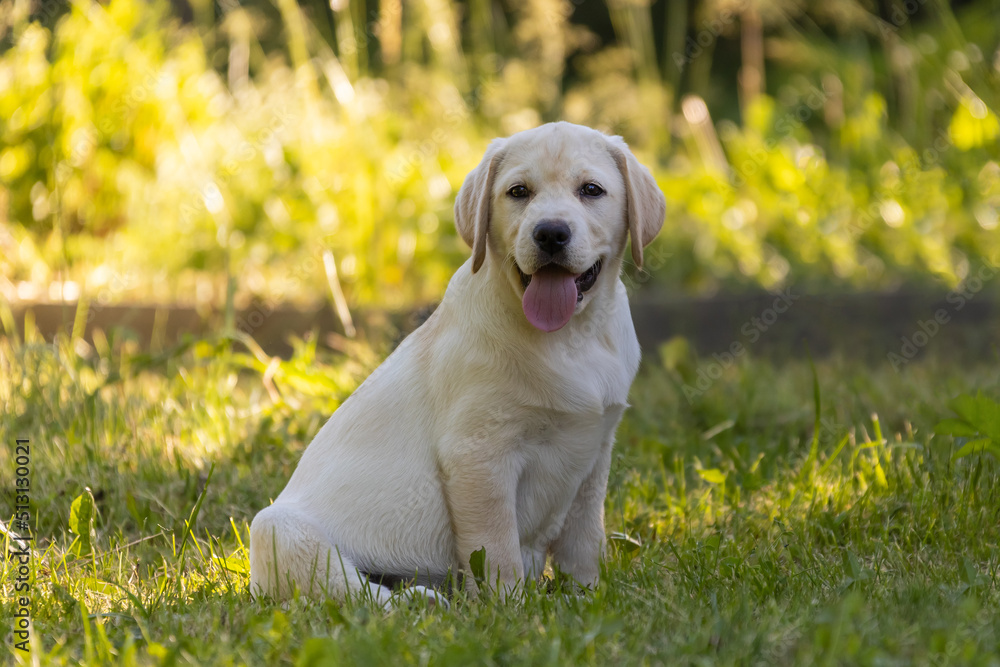 cute labrador puppy in the park