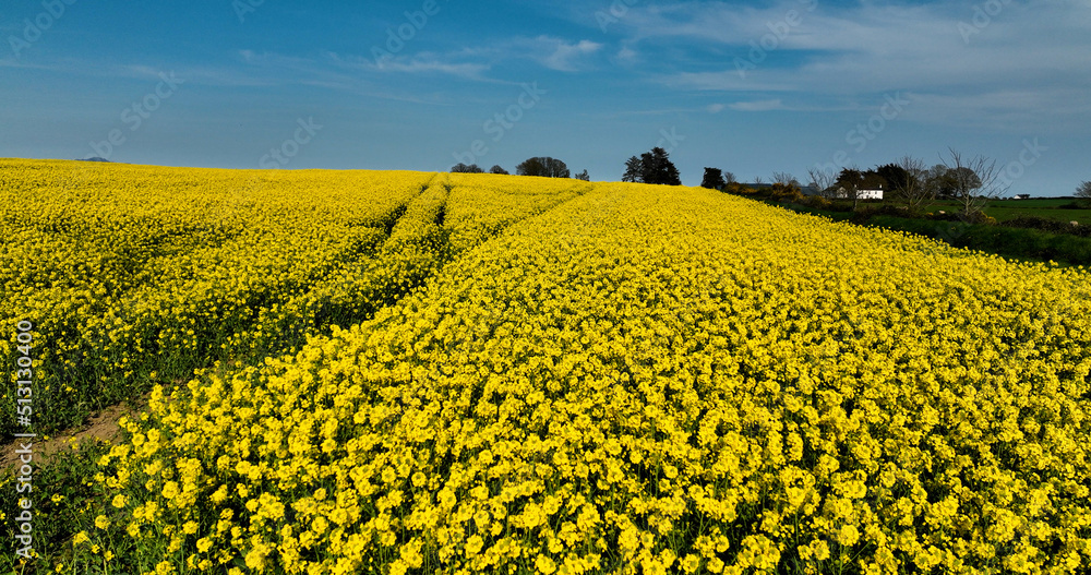 Φωτογραφία An Aerial photo of fields of Yellow Oilseed rape rapeseed blowing in wind in Ire