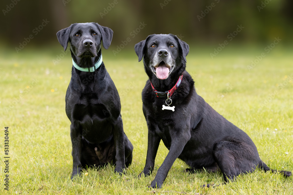 Two black Labrador retriever sitting down on the grass and looking direct in camera